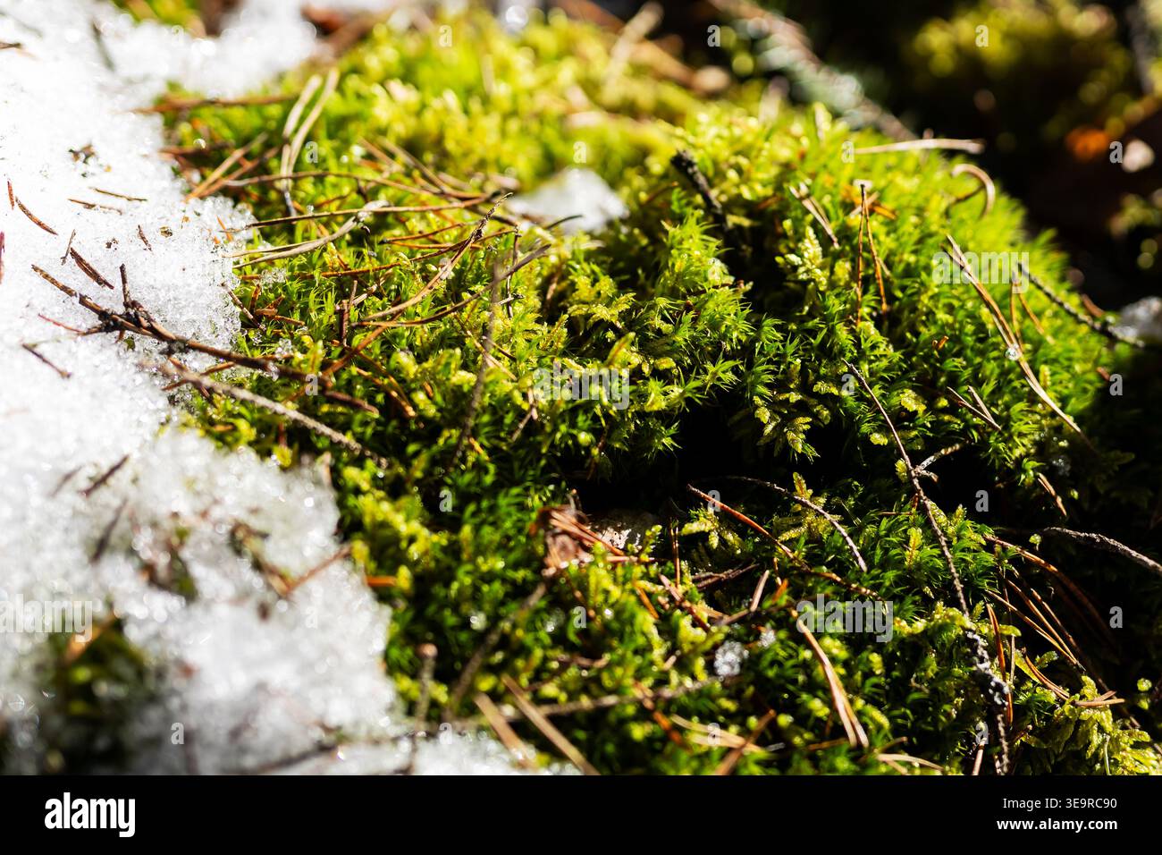 Lebendiger Moos-Teppich mit schmelzendem Schnee, sonnendurchflutete Nahaufnahme mit sattem Grün, taufende Tropfen auf Mooskissen, Stockfoto