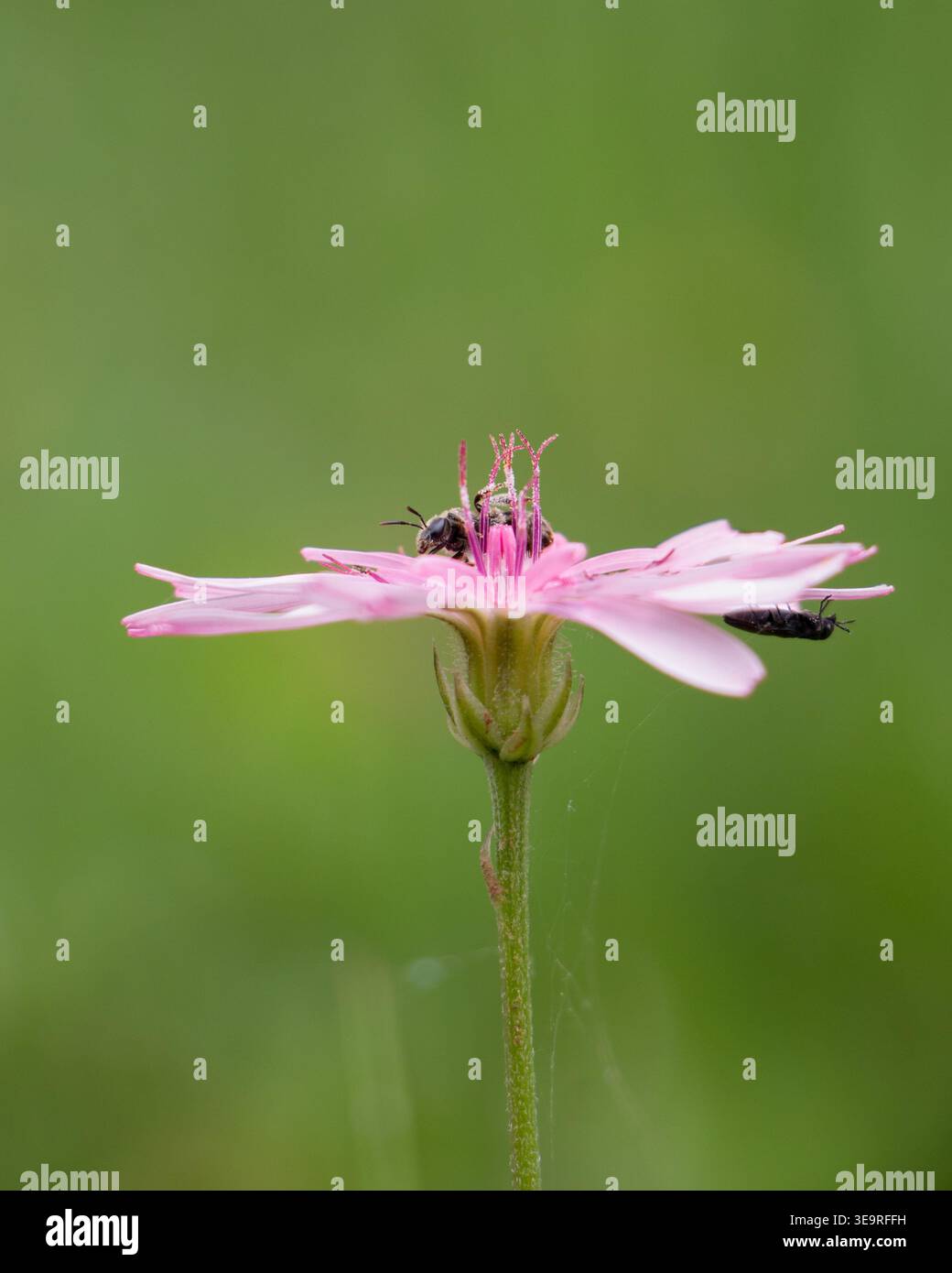 Wildbiene und kleines Insekt auf rosafarbenem Hawkbart (Crepis sp.) Blume, Makro Nahaufnahme mit weichem grünem, verschwommenem Hintergrund, minimaler Frühlingsszene. Stockfoto