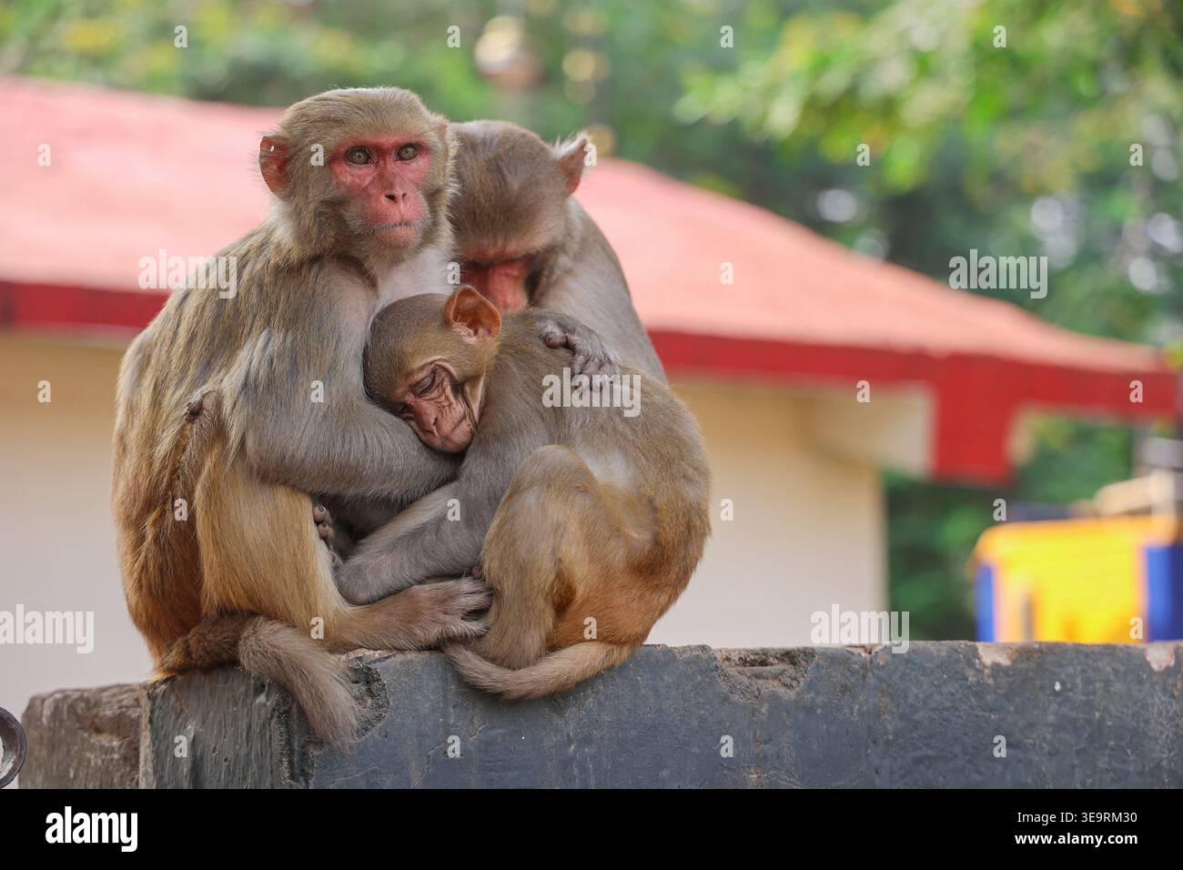 Rhesus Macaque Monkey Family Taking Care and Hugging Baby, Jharkhand, Ostindien (Wildlife Parenthood Behavior) Stockfoto