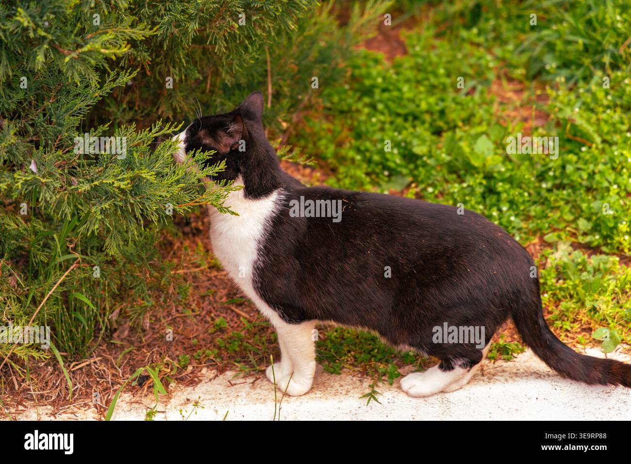 Kuriose Tuxedo Cat Schnüffelt Green Garden Bush Stockfoto