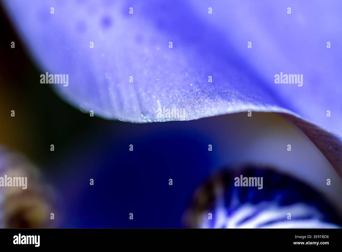 Abstrakte Makroansicht eines Blendenblütenblatts mit weichem Licht, glatter Oberflächenstruktur und sanften Farbübergängen in Blau- und Violetttönen. Stockfoto