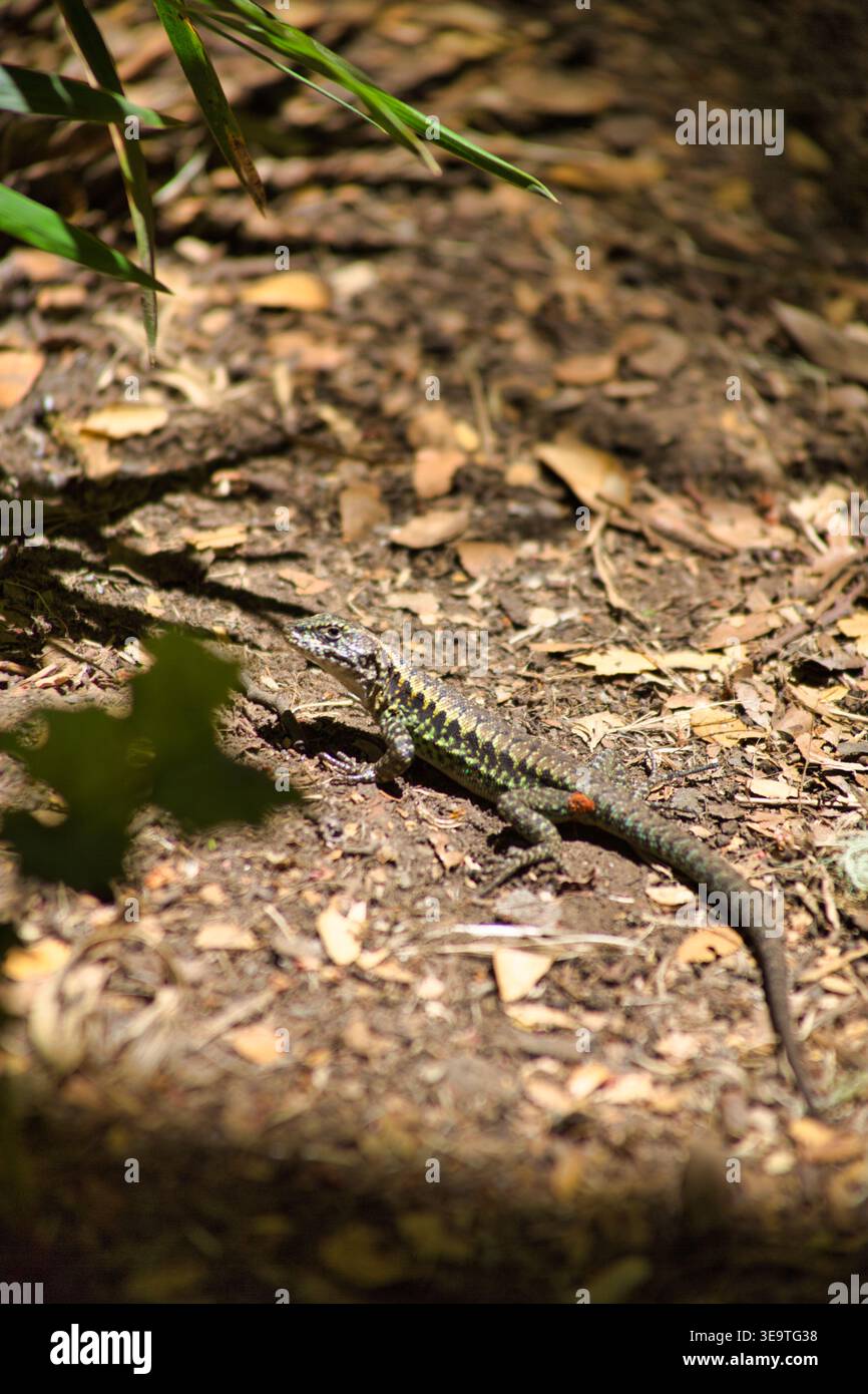 Small Lizard Auf Dem Mit Blättern Übersäten Parkgelände Unter Verflecktem Sonnenlicht Stockfoto
