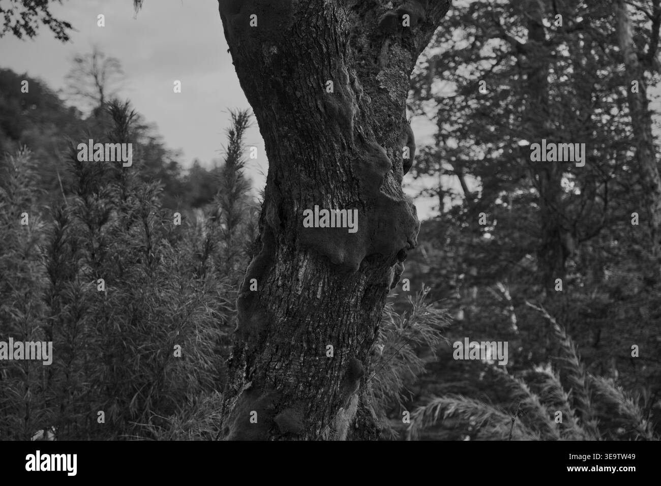 Schwarzweiß-Nahaufnahme Eines Baumstamms und der umgebenden Vegetation der Ureinwohner in Einem chilenischen Wald. Stockfoto