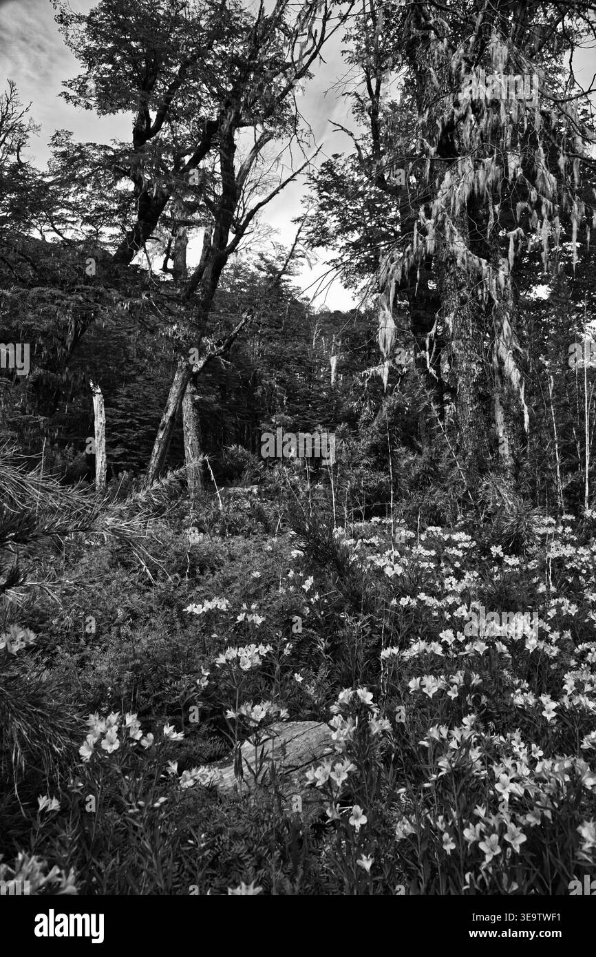 Schwarzweiß-Foto Einer Waldlichtung mit blühendem Unterholz und hängendem Moos in Currarhue, Chile Stockfoto
