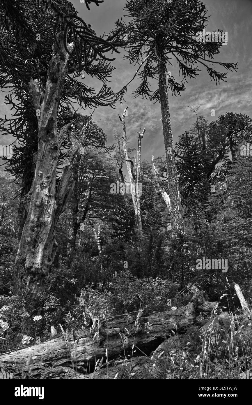 Schwarz-Weiß-Waldszene In Currarhue, Chile, Mit Araukarienbäumen Und Unterirdischer Vegetation Stockfoto