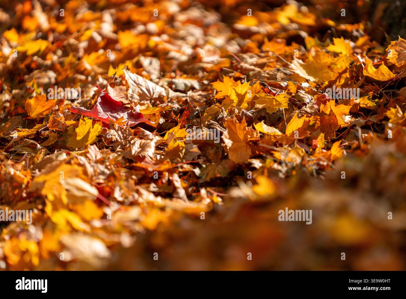 Dicke Schicht der Herbstblätter Sonnenschein beleuchtet einen Teppich aus herabfallenden Herbstblättern in einem Wald. Stockfoto