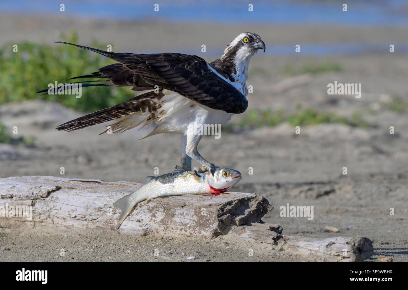 Osprey (Pandion haliaetus) mit einem gefangenen Meeräschen (Mugil curema) auf Treibholz an der Küste, Galveston, Texas, USA. Stockfoto