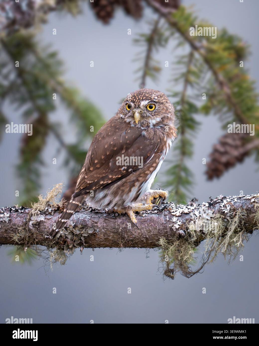 Nördliche Pygmäe mit Abendessen Stockfoto
