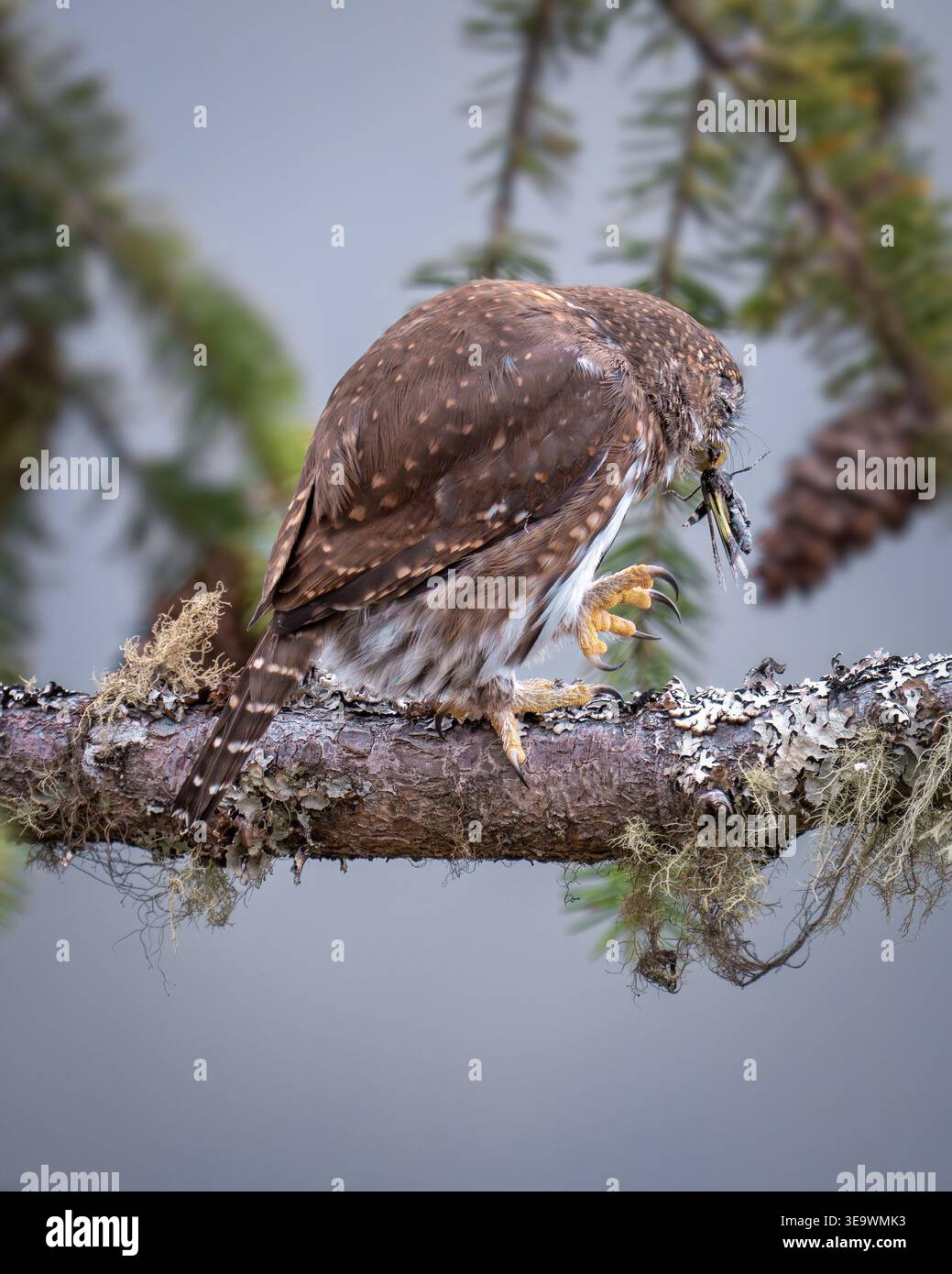 Nördliche Pygmäe mit Abendessen Stockfoto