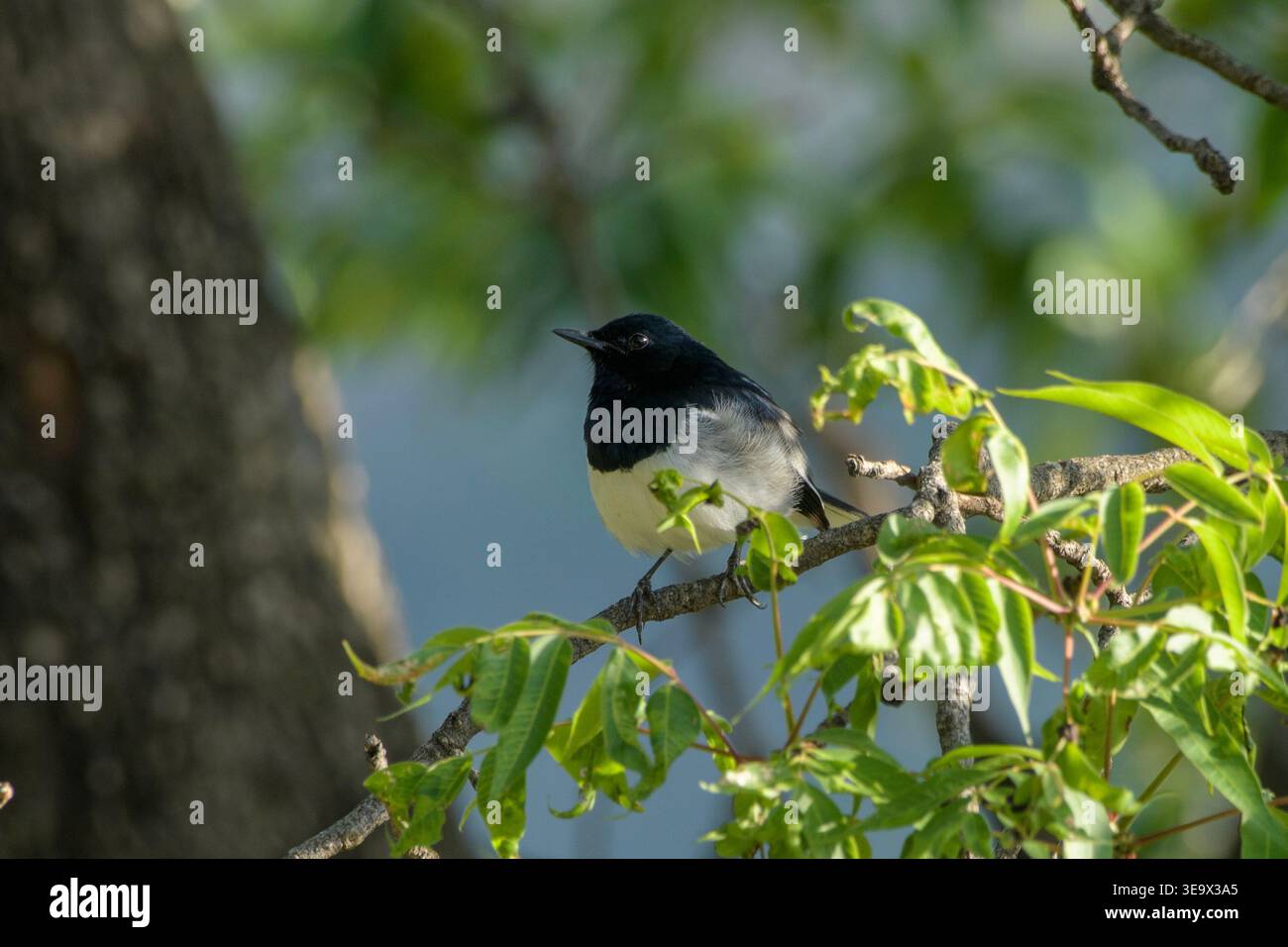Orientalische Magpie Robin thront auf einem Baumzweig in Janjehli, Mandi Bezirk, Himachal Pradesh, Indien. Stockfoto