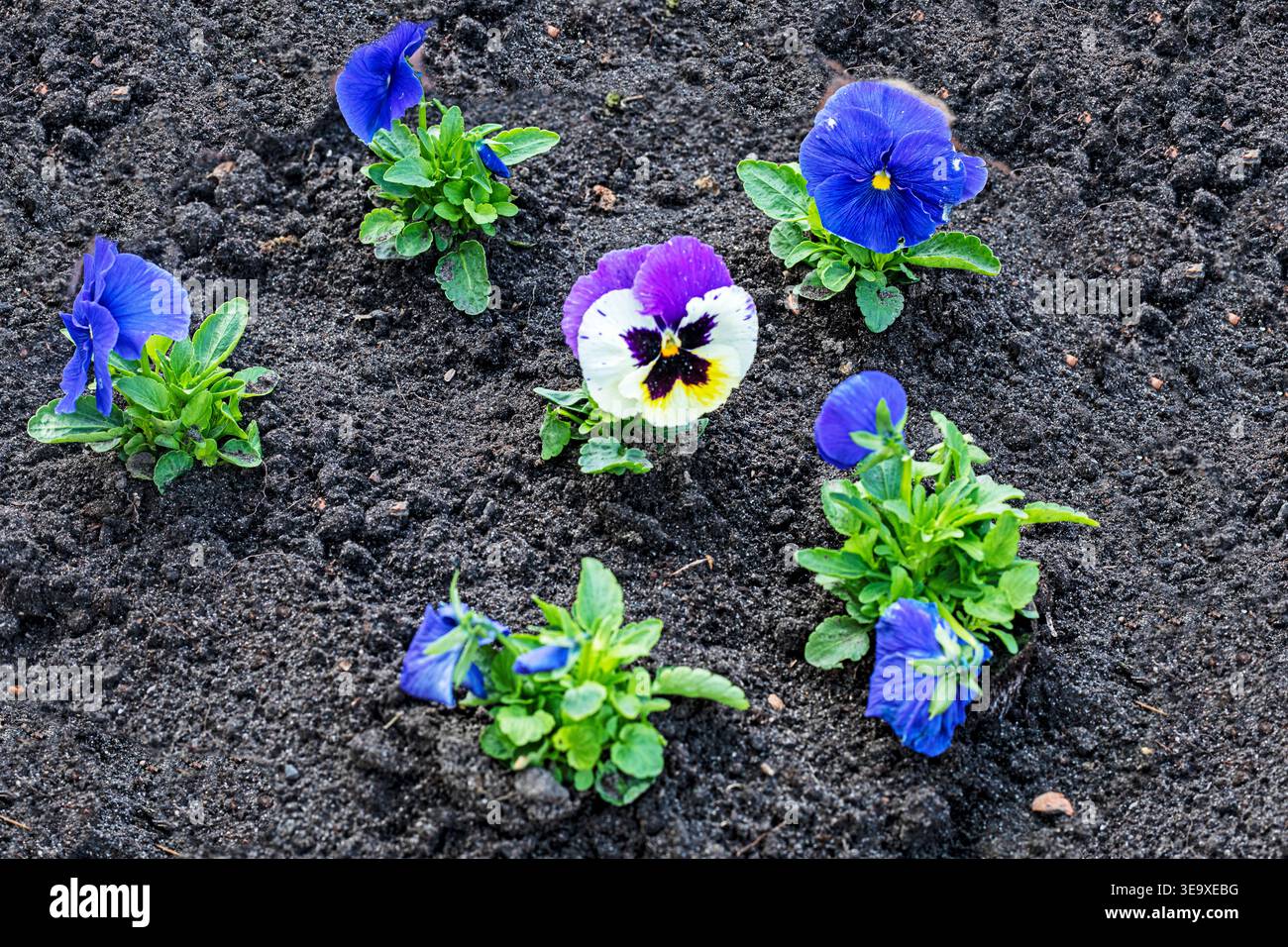 Pflanzen Sie tagsüber blaue und violette Veilchen in ein Blumenbeet Stockfoto