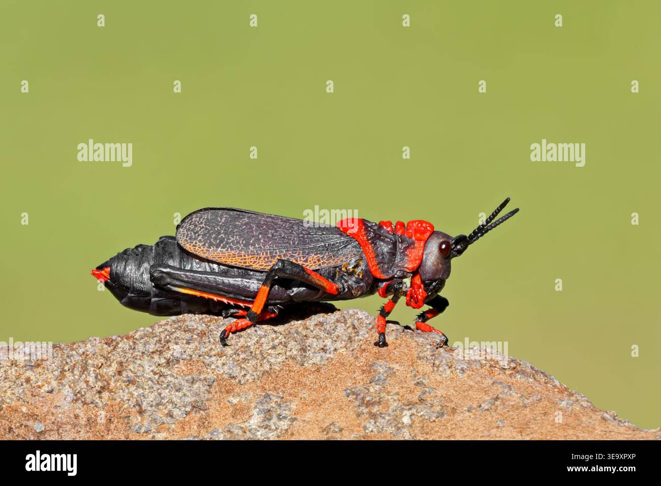 Ein bunter Koppie-Schaum-Grashüpfer (Dictyophorus spumans) auf einem Felsen, Südafrika Stockfoto