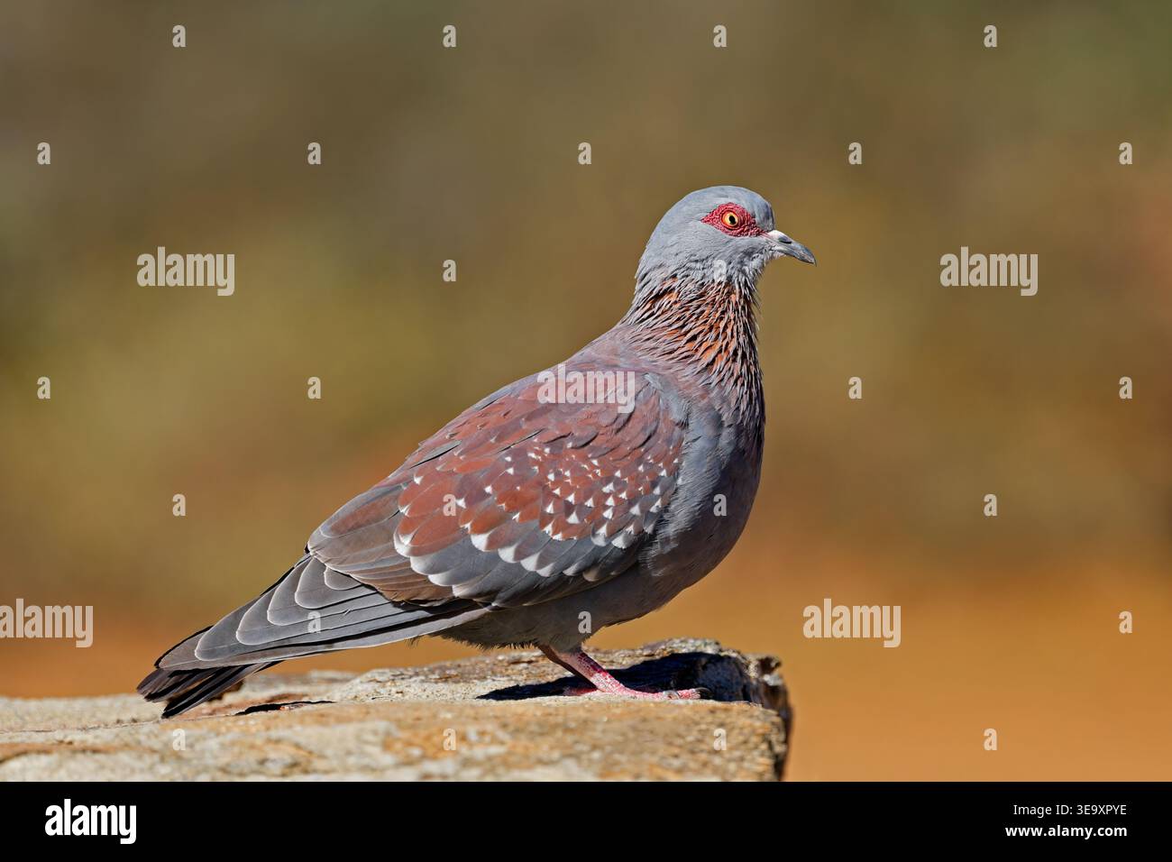 Nahaufnahme einer Steintaube (Columba guinea) auf einem Felsen, Südafrika Stockfoto