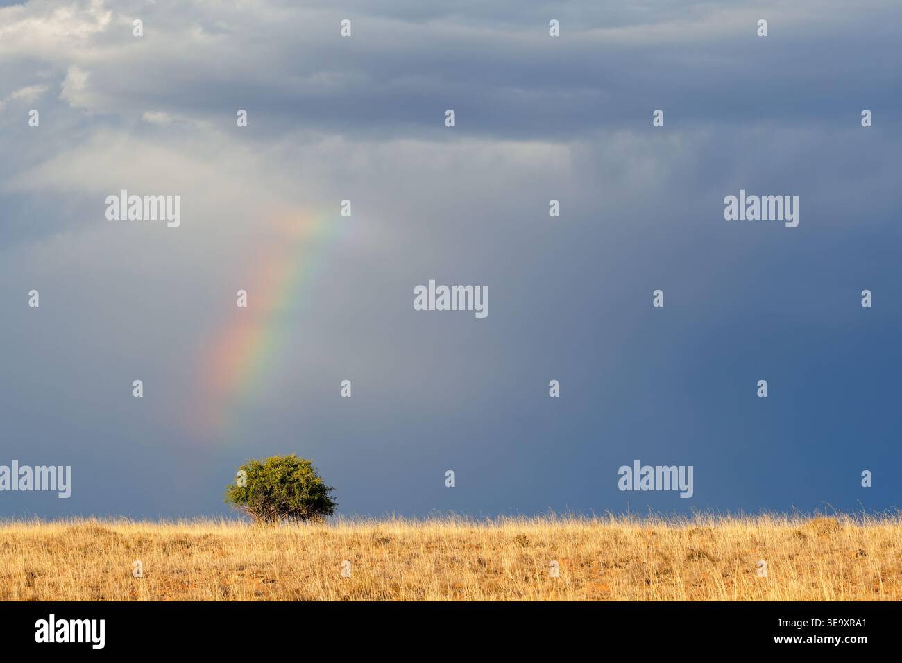 Malerische Regenbogenlandschaft mit goldenen Gräsern und einem Baum vor einem stürmischen Himmel, Südafrika Stockfoto