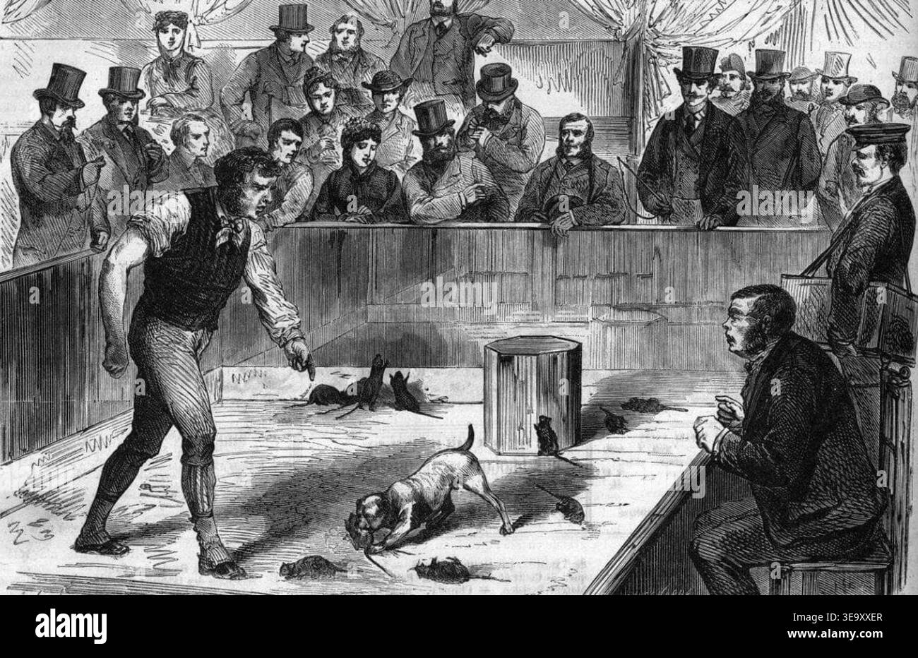 "Rat-Baiting" (1865) von J. Valnay fängt ein umstrittenes Ereignis aus der viktorianischen Ära ein, bei dem Rattenfanghunde auf einer Hundeshow gegen Ratten ausgespielt wurden. Das Bild zeigt einen Moment einer Hundeausstellung auf den Champs-Elysées in Paris. Stockfoto