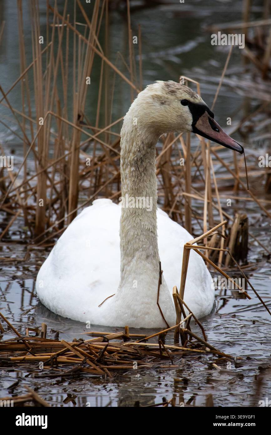 Ein stummer Schwan gleitet an einem grauen Tag durch kalte Schilfe. Elegantes weißes Gefieder ragt über dunklem Wasser. Der lange geschwungene Hals und der ausgeglichene Kopf sorgen für eine ruhige Atmosphäre Stockfoto