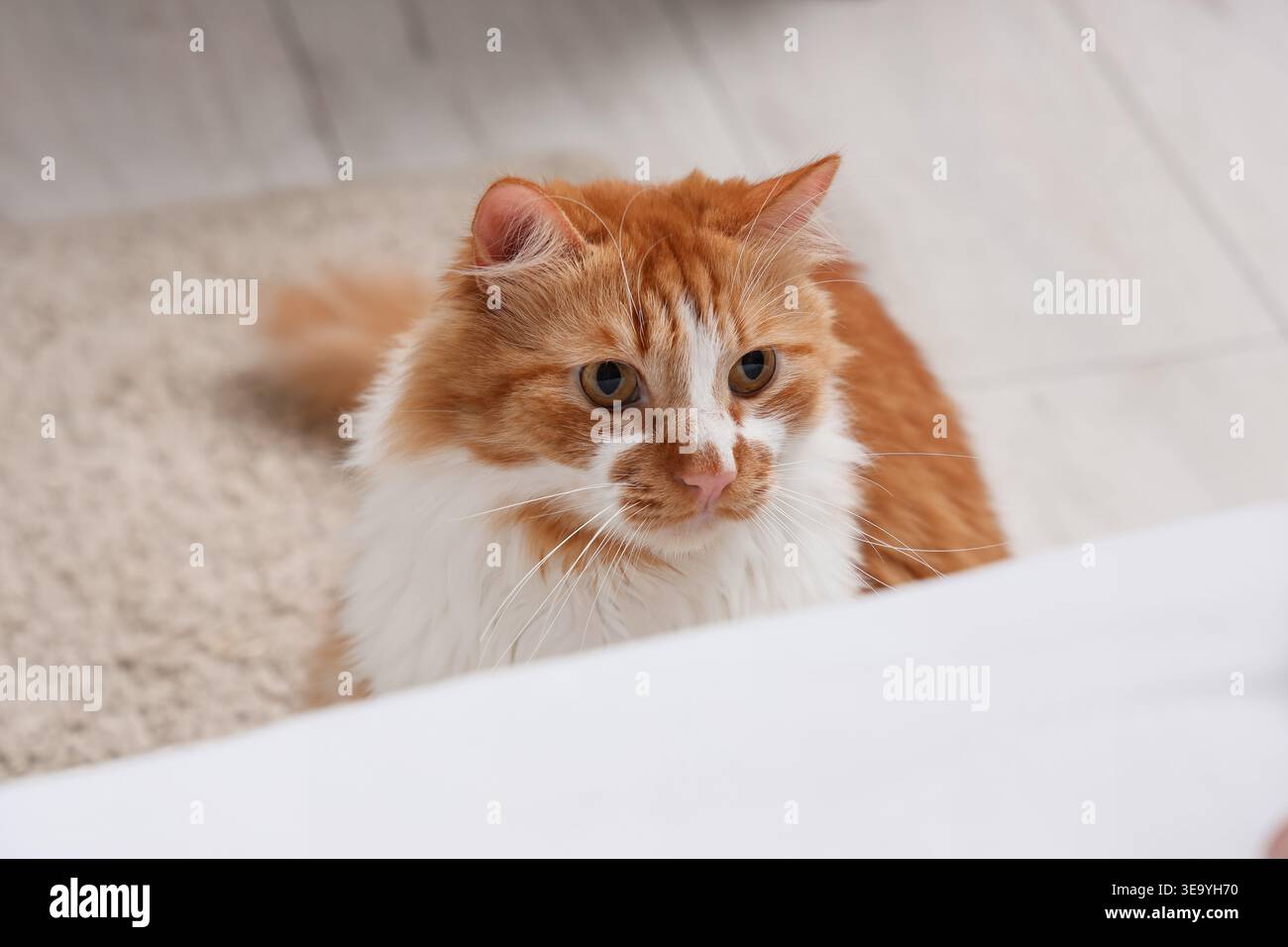 Süße flauschige Katze im Schlafzimmer Stockfoto