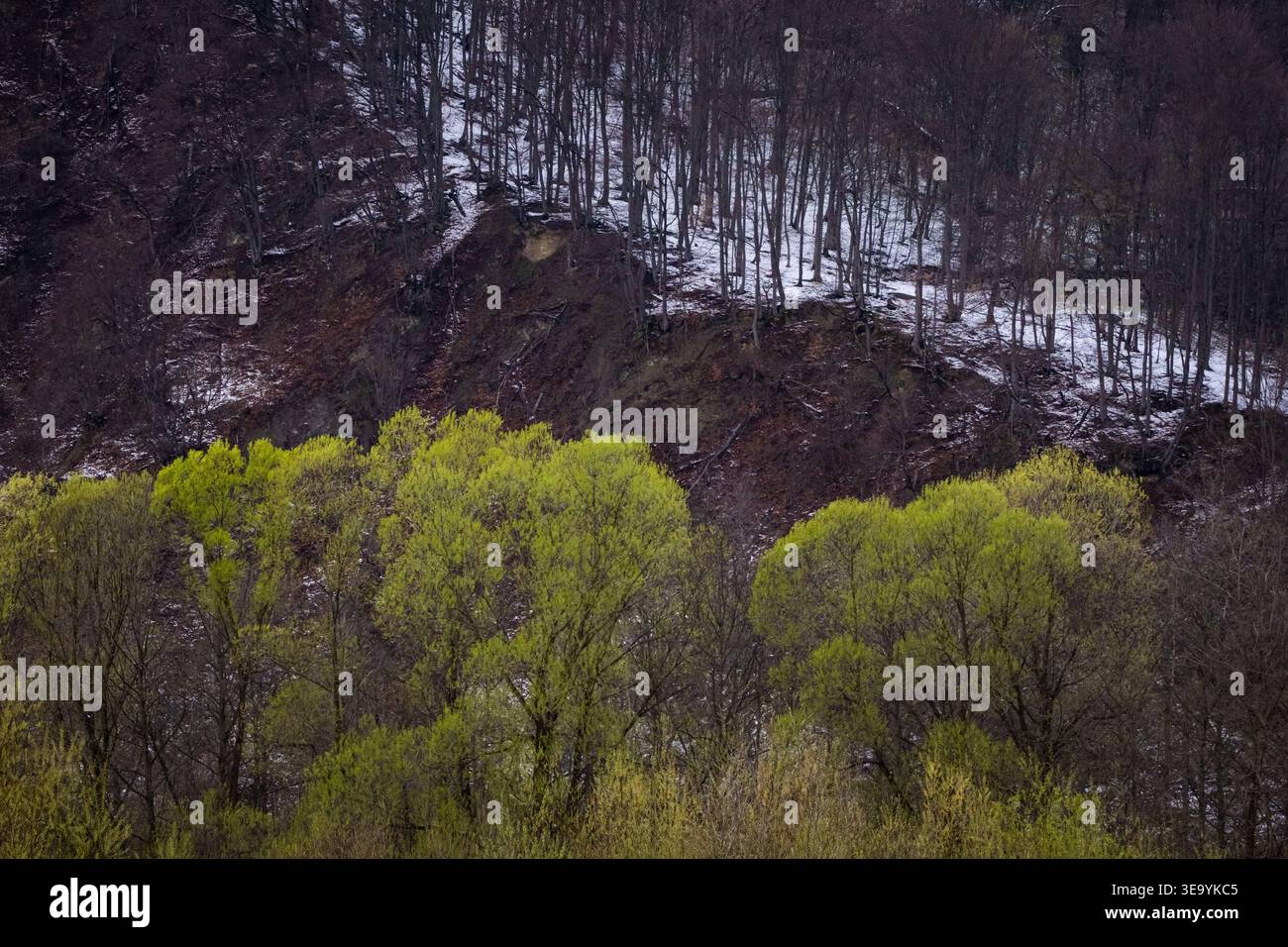 Frische Kalkbäume leuchten auf einem dunklen, bewaldeten Hügel, der noch vom Schnee berührt ist. Lebendige Frühlingsfarben und Winterschatten sorgen für saisonale Aufnahmen Stockfoto