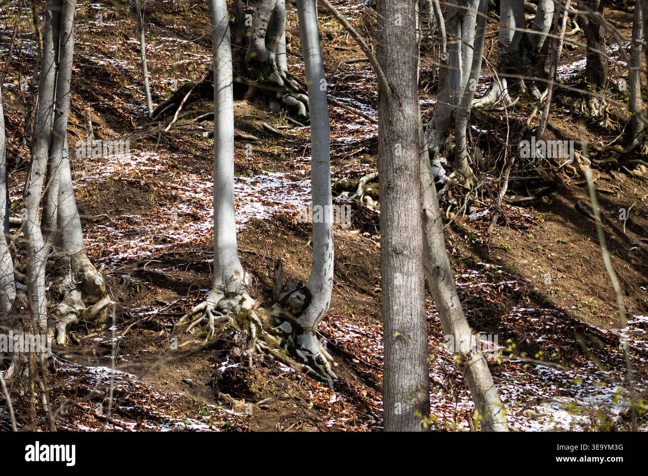 Glatte Buchenstämme stehen an einem steilen Hang, wo Wurzeln freiliegenden Boden und verstreuten Schnee greifen. Das Muster aus heller Rinde und dunklen Blättern bildet eine Natu Stockfoto
