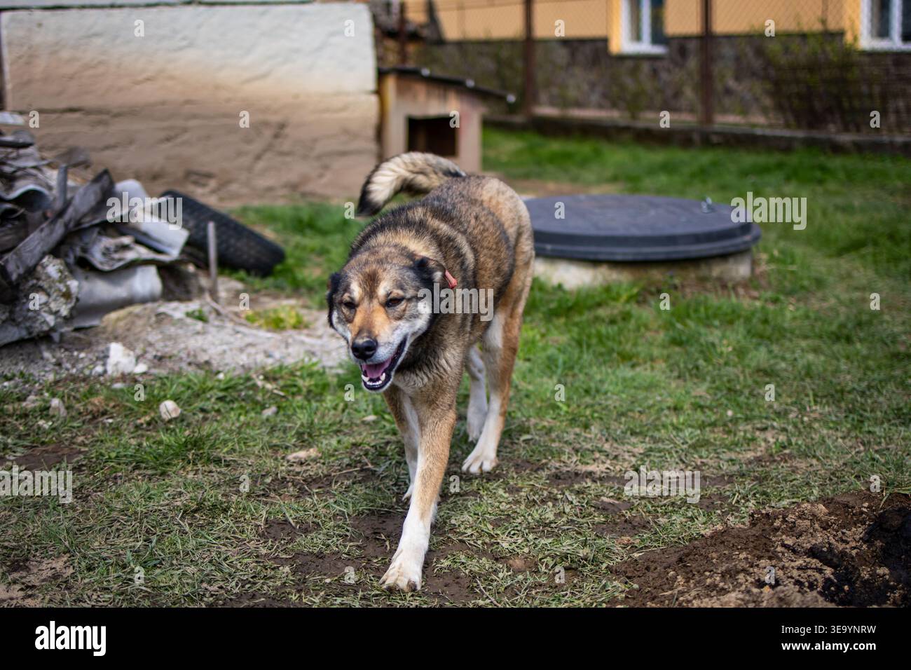 Warnender Bauernhund, der über unebenes Gras in einem ländlichen Hof in der Nähe eines kleinen Tierheims läuft. Offener Mund und wackelnder Schwanz sorgen für spielerische Energie und Komfort Stockfoto