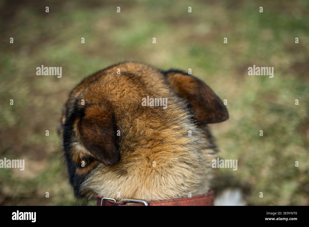 Nahaufnahme eines Hundes von hinten mit warmbraunem Fell und gefalteten Ohren gegen weiches Gras-Bokeh. Die einfache Perspektive hebt den Texturspeicher hervor Stockfoto
