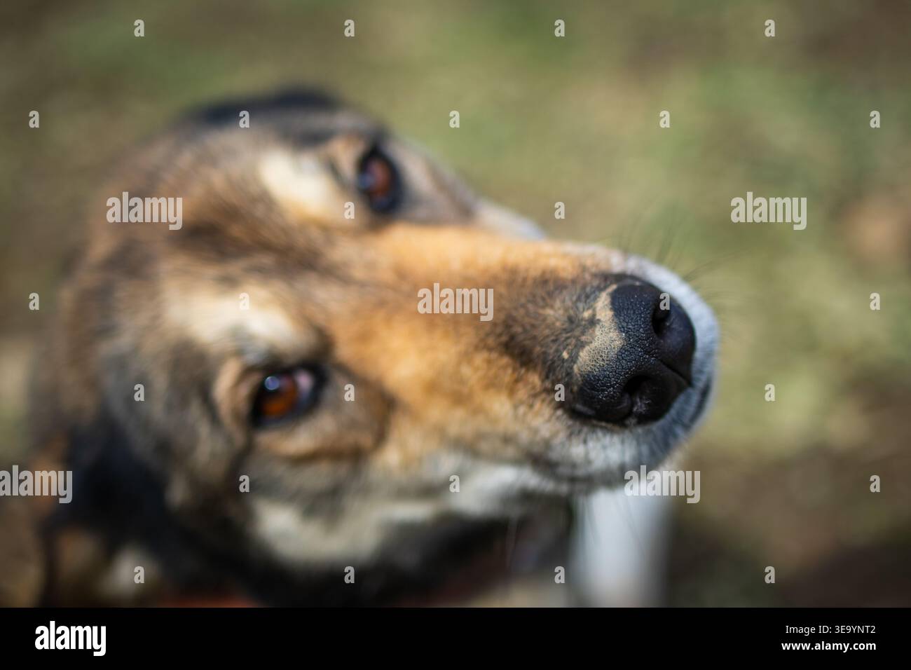 Der verspielte Hund neigt das Gesicht mit einer staubigen Nase und hellen, bernsteinfarbenen Augen nahe an die Linse. Die geringe Tiefe verleiht Charme Intimität und Neugier Stockfoto