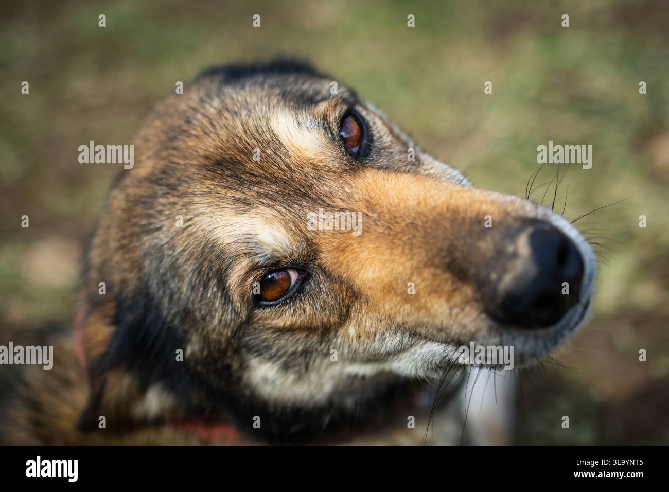 Sanfter Mischhund blickt mit glänzenden Augen und geneigtem Kopf nach oben. Weicher Hintergrund und natürliches Licht drücken Vertrauensgefühl und enge Verbundenheit aus Stockfoto