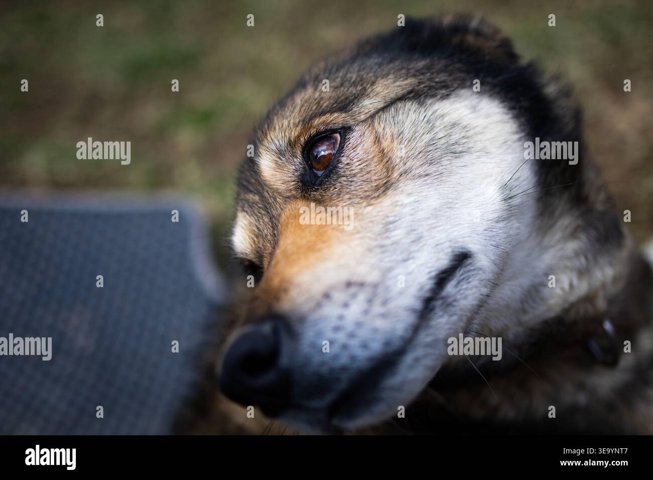 Neugieriger Hund richtet sein Gesicht zur Kamera und zeigt helle Augen und gesprenkeltes Fell. Der flache Fokus isoliert Ausdruck und Persönlichkeit Stockfoto