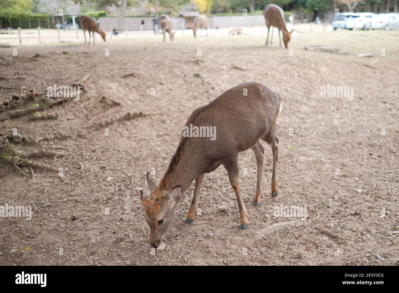 Sika-Hirsch weidet auf trockenem Boden im Nara Park, Japan Stockfoto