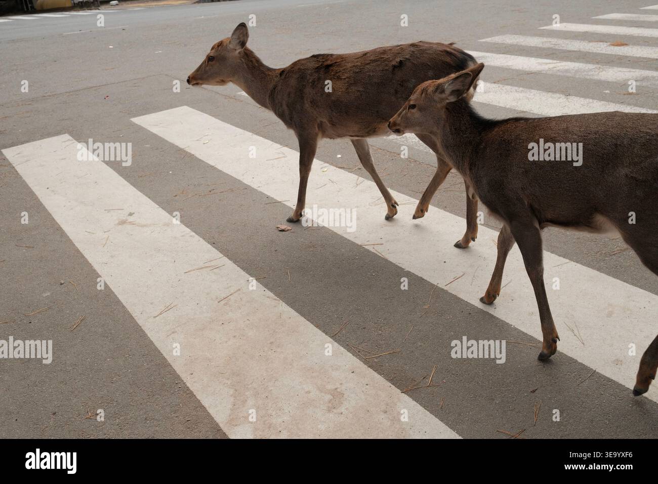 Zwei Wildhirsche überqueren einen Fußgängerübergang im Nara Park, Japan Stockfoto