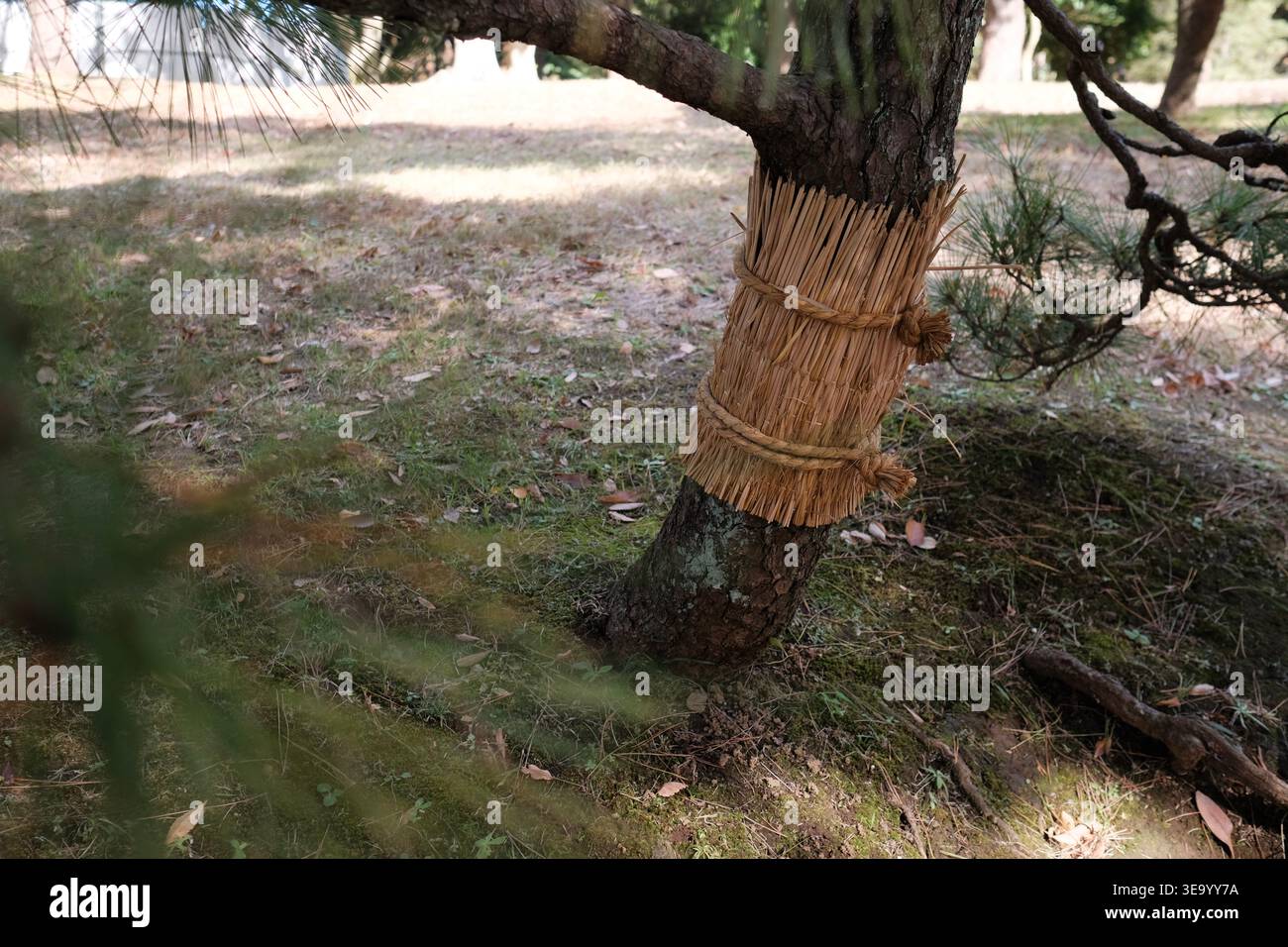 Japanischer Kiefer mit traditioneller Strohmattenhülle Stockfoto