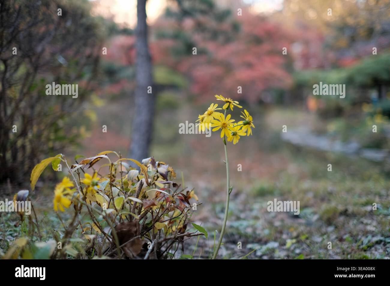 Leuchtend gelbe Wildblumen blühen in einem sanften Herbst-Park Stockfoto