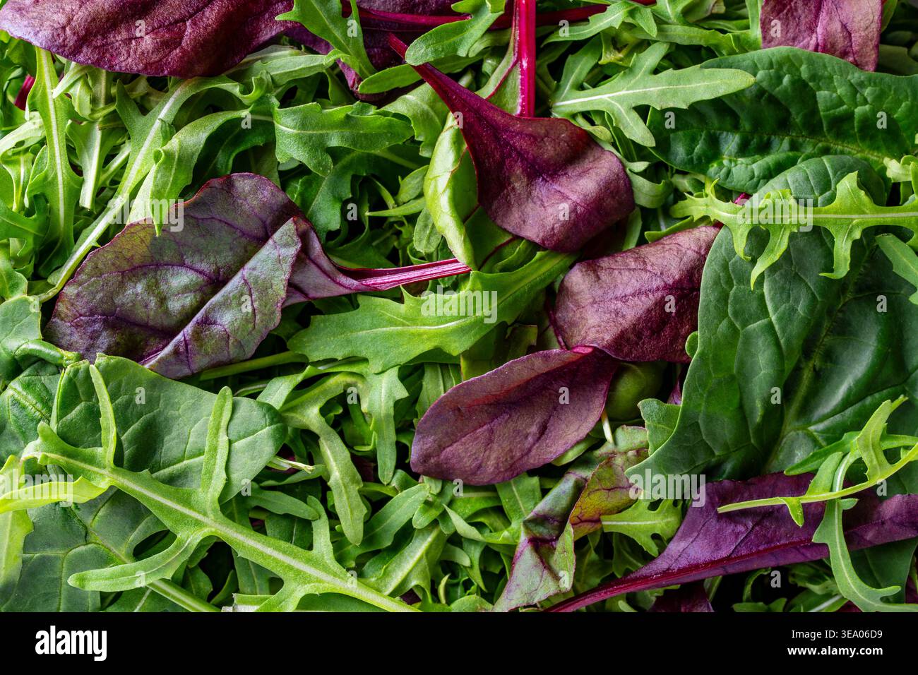 Nahaufnahme von frischen gemischten Salatblättern, einschließlich Rucola und Bete-Bete-Grüns. Lebendige Bio-Grüntextur perfekt für gesunde Lebensmittel und Ernährung Stockfoto