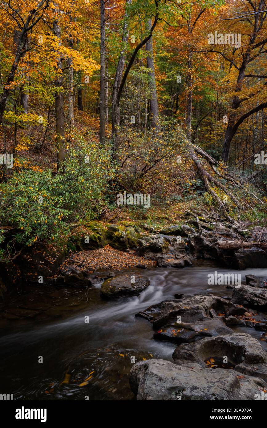 Herbstbäume am Ufer des fließenden Baches Stockfoto