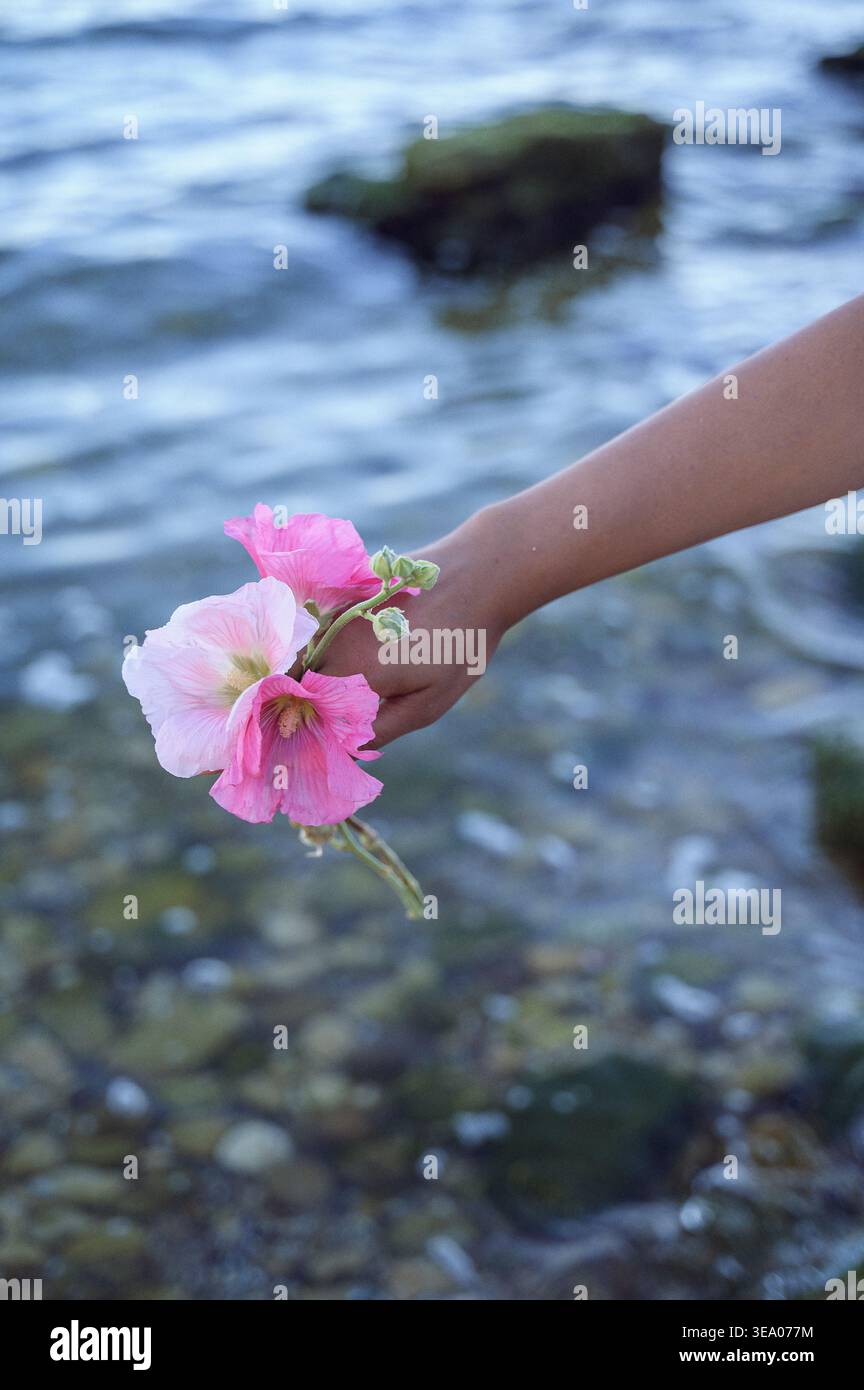 Hand hält rosa Malvenblüten über Meerwasserhintergrund Stockfoto
