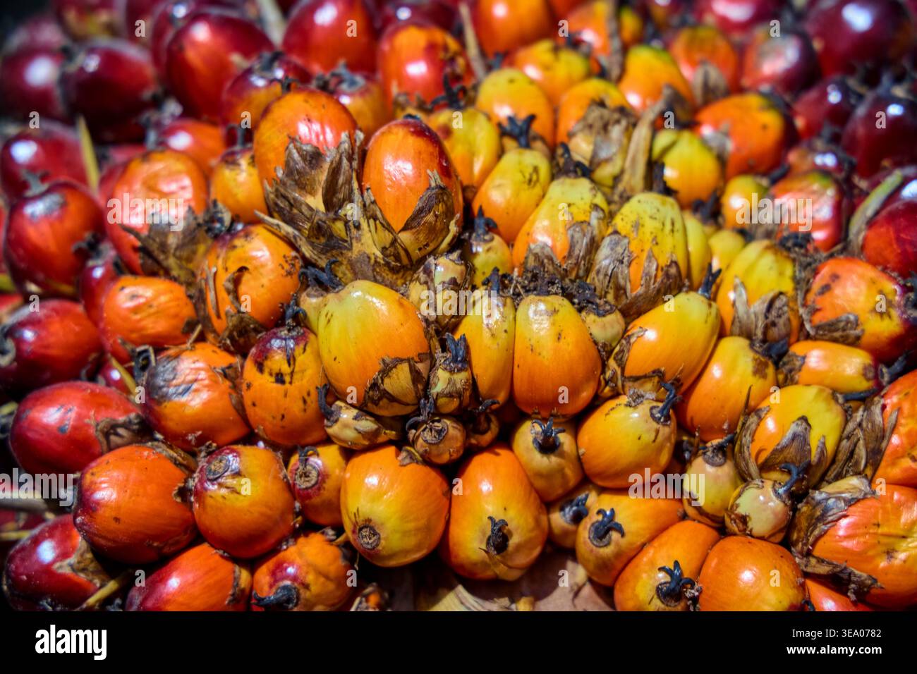 Gruppe von gelben und roten Palmöl-Früchten Stockfoto
