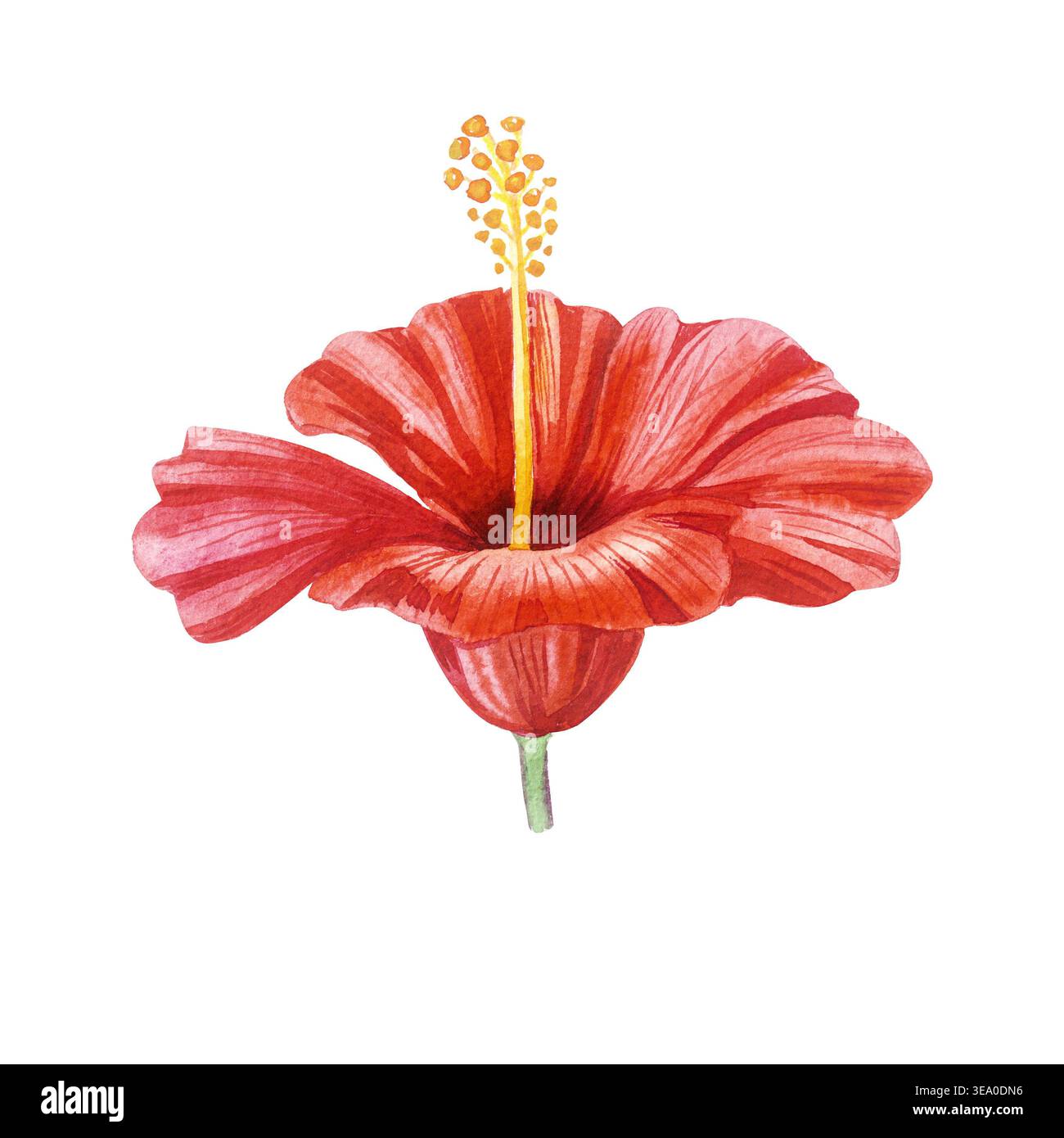 Roter Hibiskus. Botanische Illustration mit Aquarell. Isoliert auf weiß. Handgezeichnete tropische Blume für exotisches Design, Hochzeitseinladungen, Sommer-Branding. Stockfoto