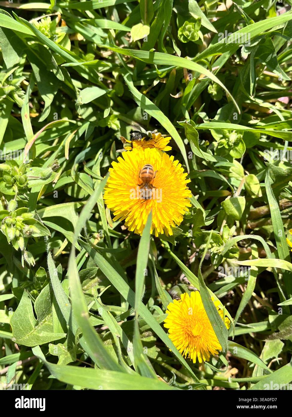 Nahaufnahme einer Honigbiene, die Nektar von einer hellgelben Löwenzahnblüte sammelt, umgeben von grünem Gras und wilden Pflanzen. Natürliches Makro für den Außenbereich - Smartphone-aufgenommenes Stockfoto
