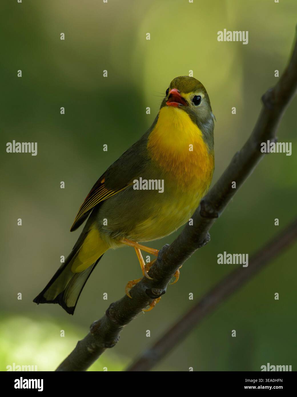 Rotschuller Leiothrix thronte auf einem Baumzweig in Janjehli, Mandi Bezirk, Himachal Pradesh, Indien. Stockfoto