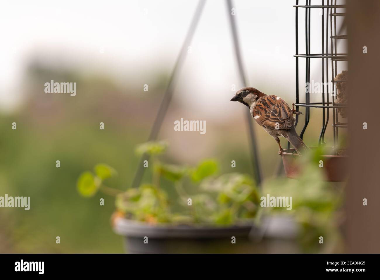 Ein Haussperling, der auf einem Garten-Vogelfutterhäuschen sitzt und sich in einer vorstädtischen Umgebung ernährt. Stockfoto