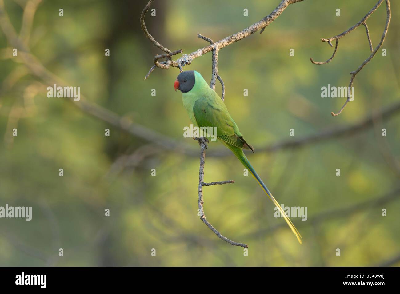 Sittich mit Schieferkopf auf einem Baumzweig in Janjehli, Bezirk Mandi, Himachal Pradesh, Indien. Stockfoto