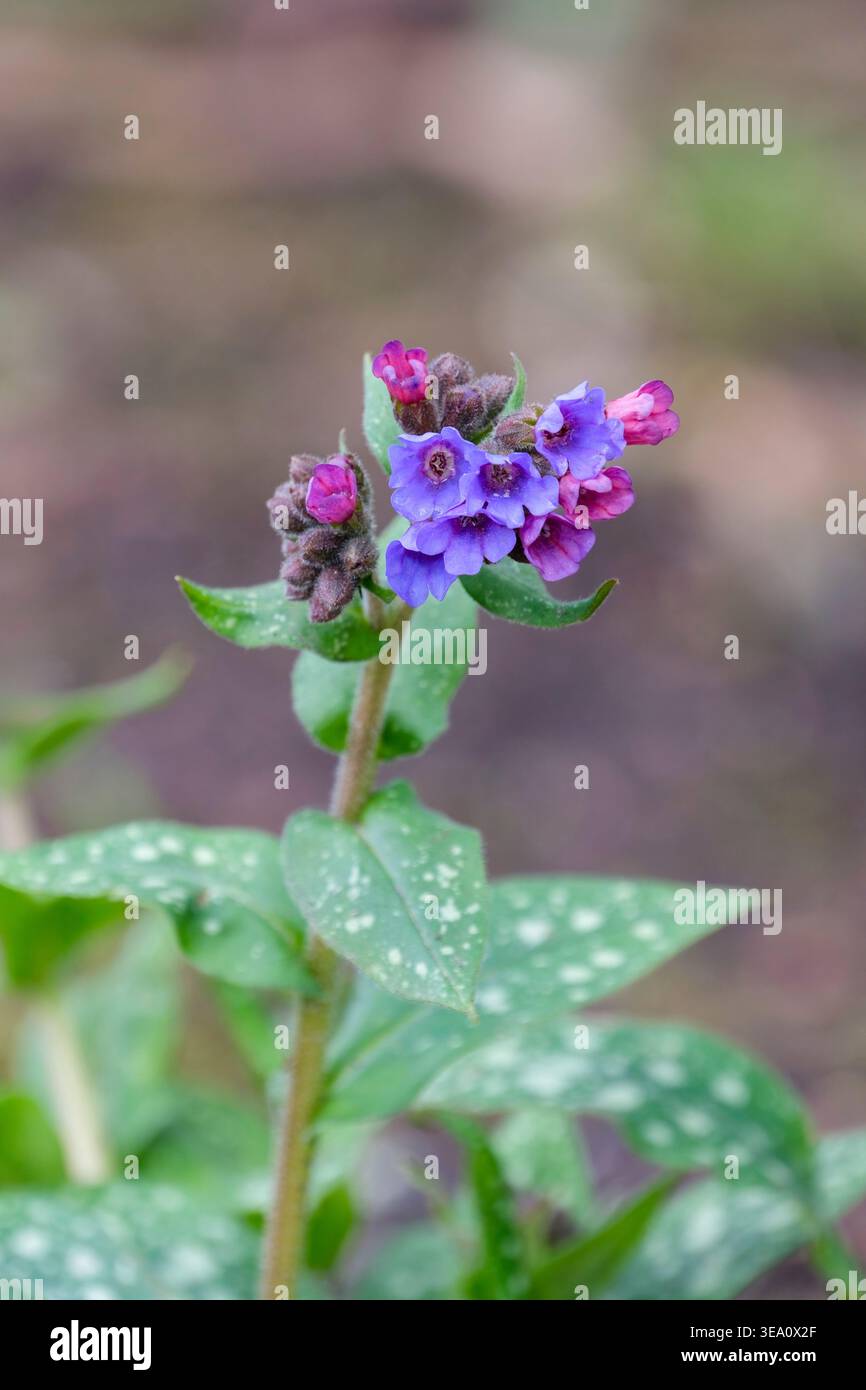 Pulmonaria longifolia Bertram Anderson, Lungenkraut Bertram Anderson, schmale Blätter, kühn mit Silber gefleckt, kleine blaue Blüten i Stockfoto