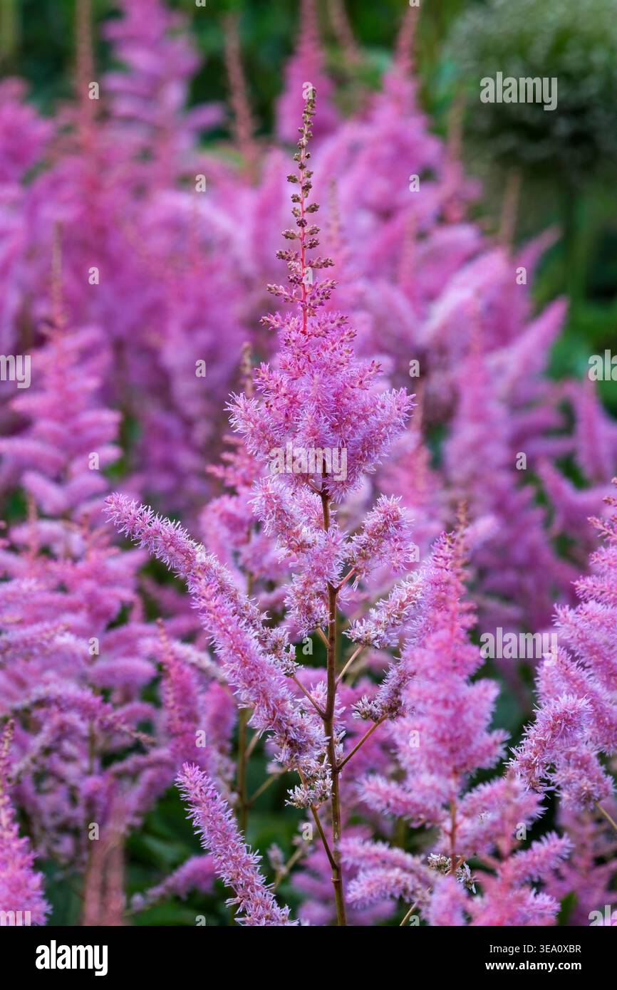 Astilbe Amethyst, falsche Spirea Amethyst, lange, lockere, flauschige Federn aus dunklen lila-rosa Blüten Stockfoto