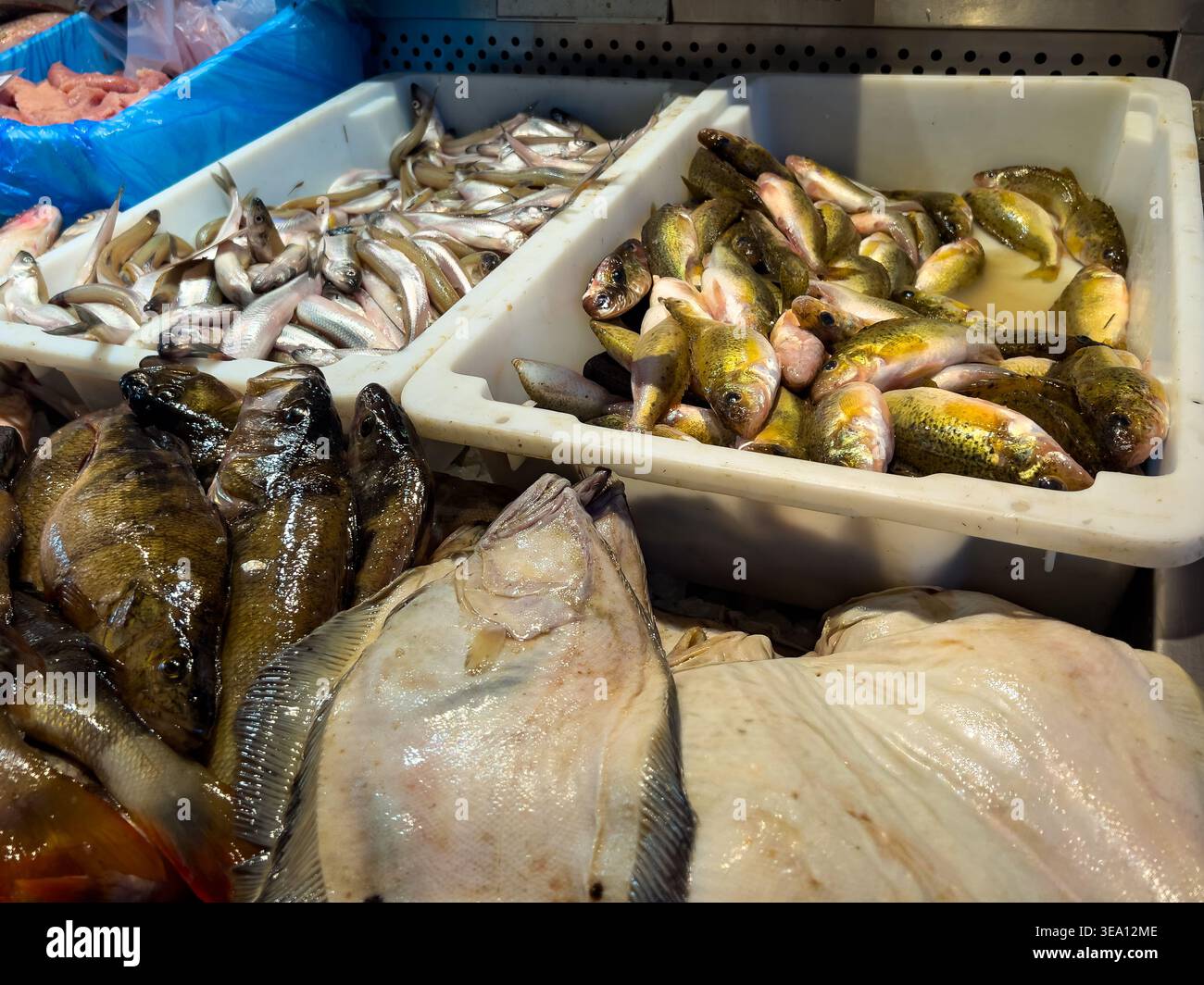 Eine große Auswahl an Fisch wird in gemischten Süßwasser- und Meeresfischen auf Eis auf dem rigaer Zentralmarkt gezeigt, was die tägliche Vielfalt der baltischen Küche widerspiegelt Stockfoto