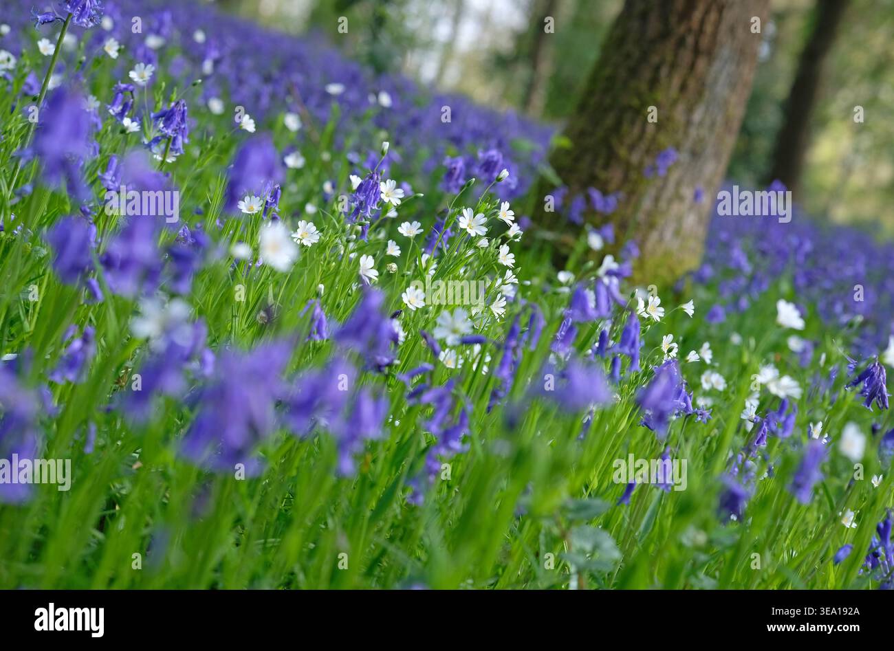 Glockenblumen und weiße Wildblumen im Wald, blickling Woods, norfolk, england Stockfoto