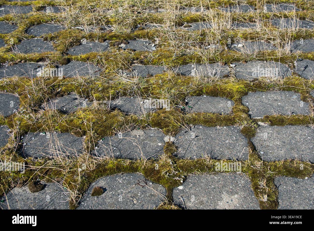 Alter Steinpflaster bedeckt mit grünem Moos und trockenem Gras Stockfoto