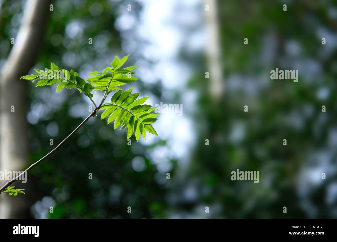 Nahaufnahme von Eschenblättern im Wald, norfolk, england Stockfoto