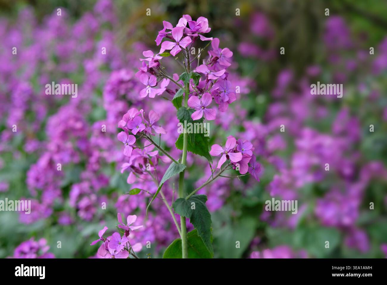blühende Veilchen-Ehrlichkeitspflanze in einem englischen Garten, Norfolk, England Stockfoto