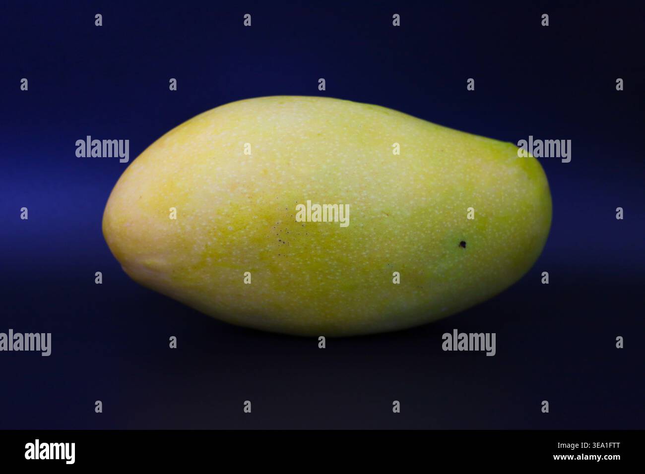 Frisch gepflückte reife Bio-Mango auf schwarzem Hintergrund. Der Kontrast zum dunklen Hintergrund unterstreicht die lebendige Farbe und Textur der Frucht. Stockfoto