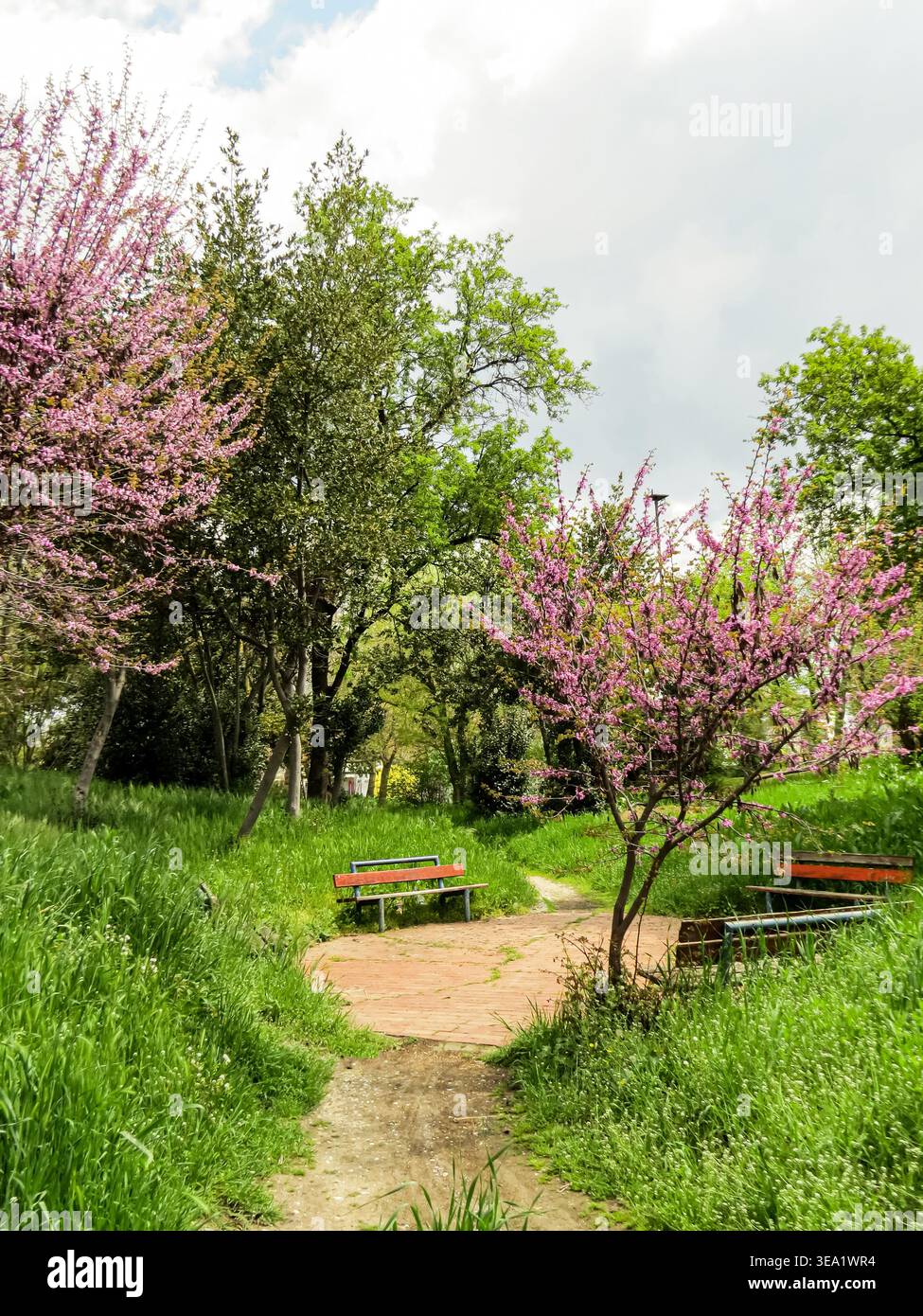 Wunderschöner Frühlings-Stadtpark mit blühenden Bäumen, grünem Gras und moderner Architektur. Eine friedliche urbane Oase unter hellem Himmel. Stockfoto